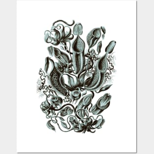 Ernst Haeckel Pitcher Plant  Teal Posters and Art